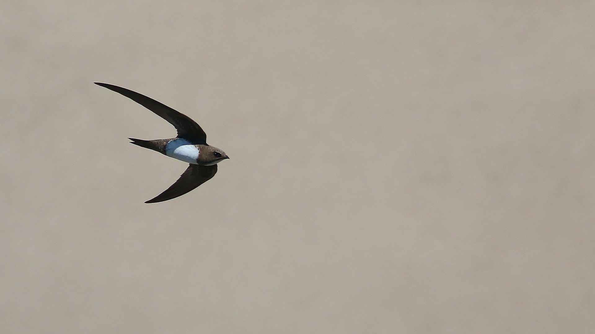 Alpine Swift